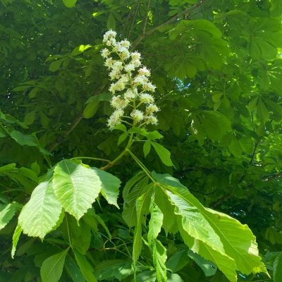Fitoterapia_Naturopata_Giovanna Fossati