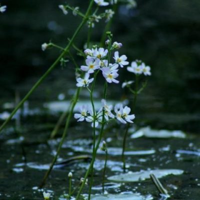 water violet_Naturopatia